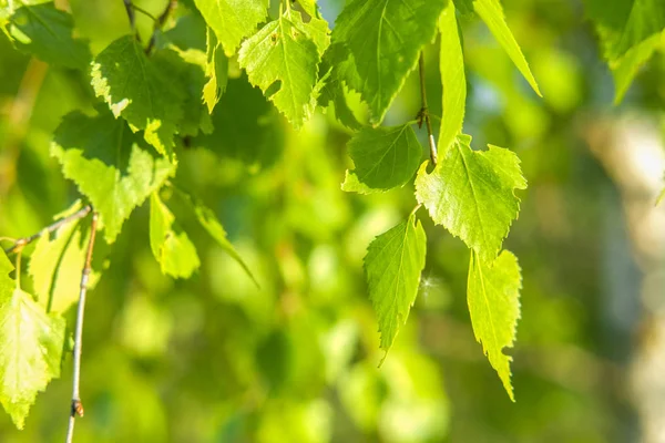 Imagen Una Rama Árbol — Foto de Stock