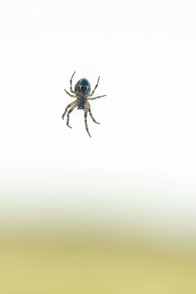 Павук Висить Павутинній Мережі — стокове фото