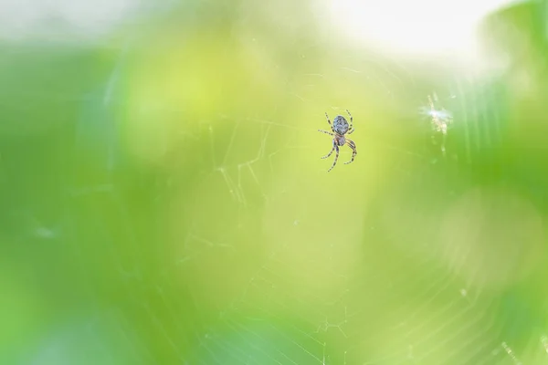 Aranha Pendura Uma Rede Aranha — Fotografia de Stock