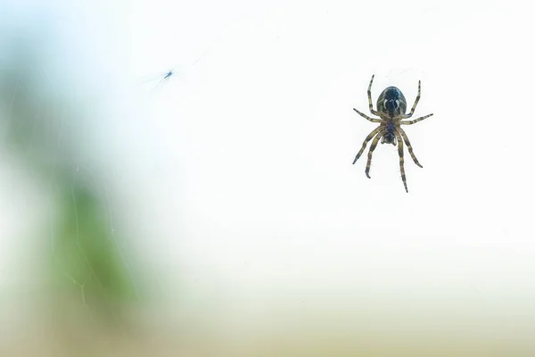 Aranha Pendura Uma Rede Aranha — Fotografia de Stock