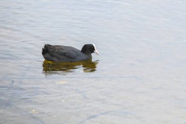 Bir gölüzerinde dalgıç görüntüsü