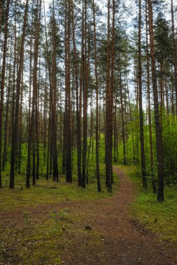 Bahar Orman görüntü ile manzara