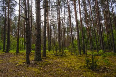Bahar Orman görüntü ile manzara