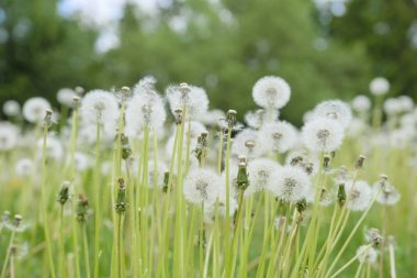  karahindiba alanının görüntüsü