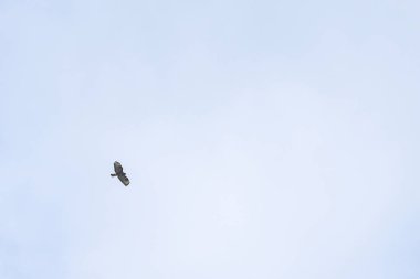 gökşahin gökaltında uçuşan