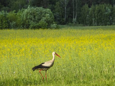Bir çayırda yürüyen leylek görüntüsü