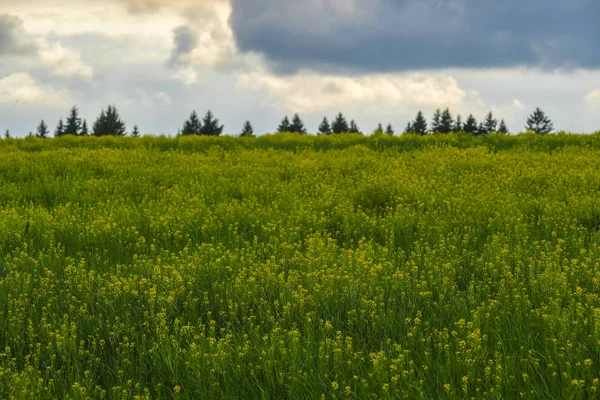 Landscape Image Forest — Stock Photo, Image