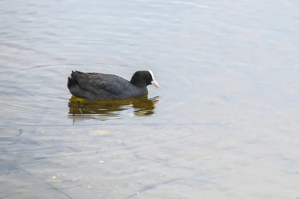 Imagem Mergulhador Lago — Fotografia de Stock