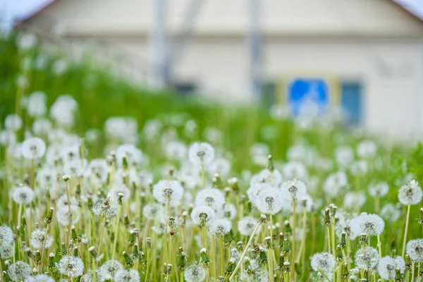 Image Field Dandelions — Stock Photo, Image