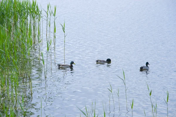 Paisaje Con Imagen Del Lago — Foto de Stock