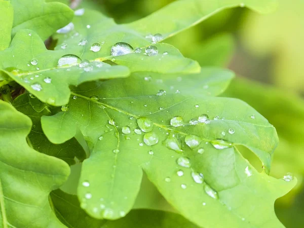 Imagen Gotas Lluvia Sobre Hojas Roble —  Fotos de Stock