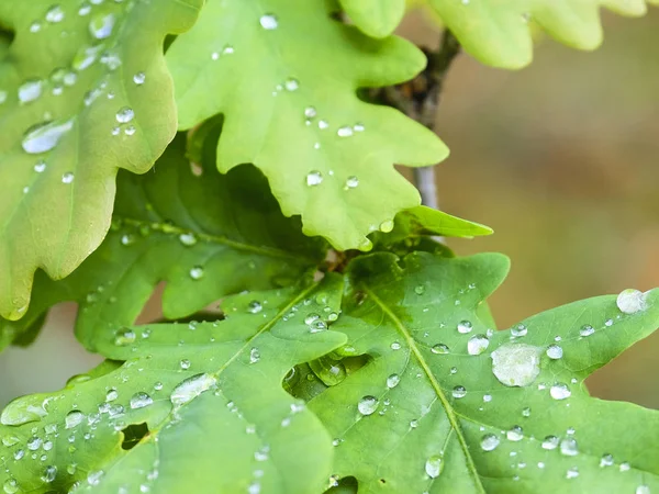 Imagen Gotas Lluvia Sobre Hojas Roble — Foto de Stock