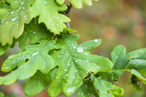 Bild Von Regentropfen Auf Eichenblättern — Stockfoto