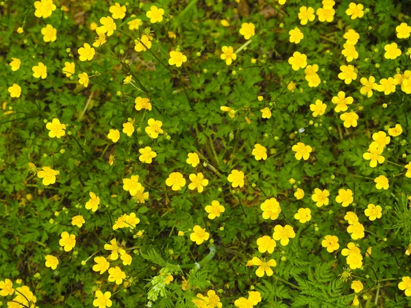 Fondo Con Imagen Flores Amarillas —  Fotos de Stock