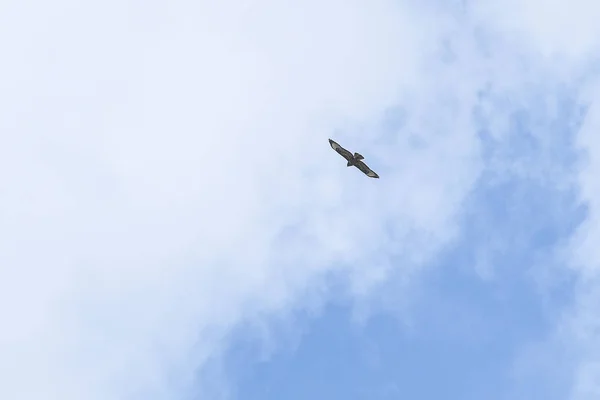 Azor Volando Bajo Cielo — Foto de Stock
