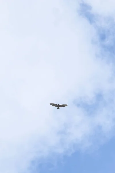 Azor Volando Bajo Cielo — Foto de Stock