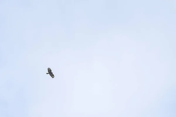 Azor Volando Bajo Cielo — Foto de Stock