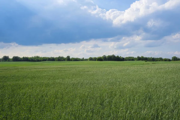 Landschap Met Het Beeld Van Een Veld — Stockfoto