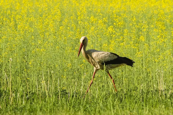 Image Stork Walking Meadow — Stock Photo, Image