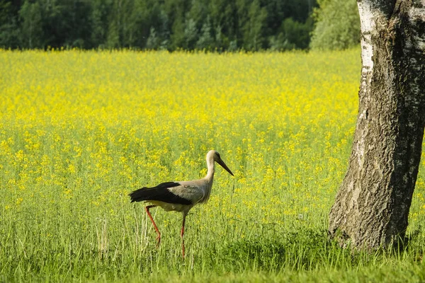 Image Stork Walking Meadow — Stock Photo, Image