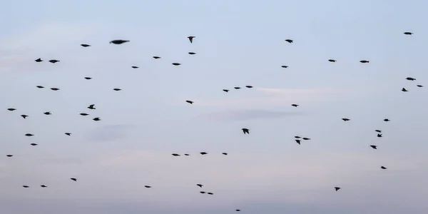 Kuş Sürüsü Gökyüzünde Uçuyor — Stok fotoğraf