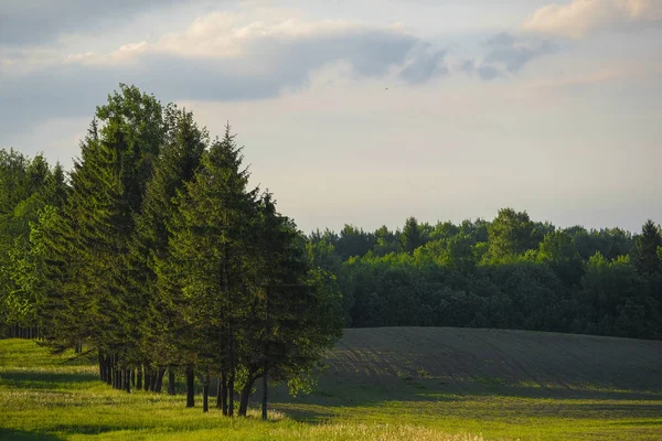 Landschap Met Het Beeld Van Bos — Stockfoto