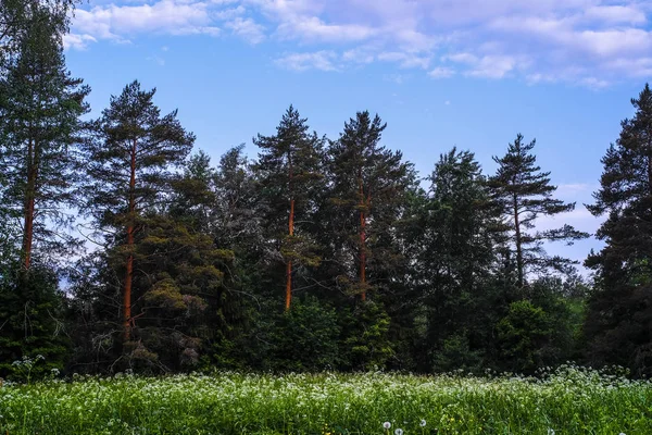 Landschap Met Het Beeld Van Bos — Stockfoto