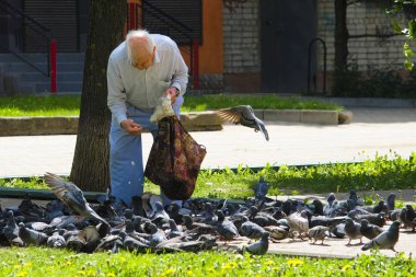 Smolensk, Rusya - 26 Mayıs 2019: yaşlı adam güvercinleri besliyor