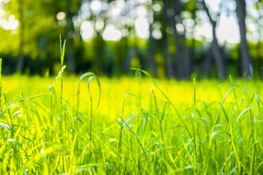 Çayır görüntüsü ile manzara 