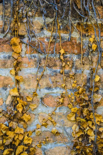 Wizerunek Liana Ścianie — Zdjęcie stockowe