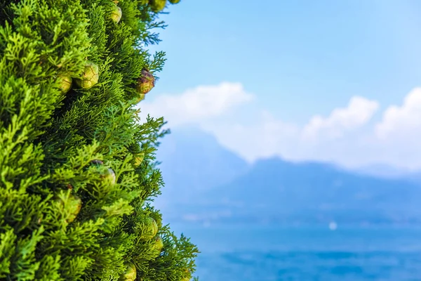 Cypress Een Oever Van Het Gardameer Italië — Stockfoto