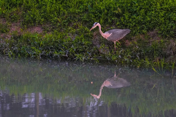 Blue Heron Shore Pond — Stock Photo, Image
