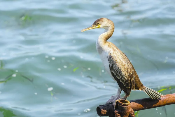 Image Sitting Cormorant — Stock Photo, Image