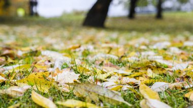 Sonbahar yapraklarının görüntüsüne sahip arkaplan