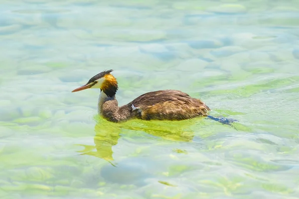 Image Floating Duck Chomga — Stock Photo, Image