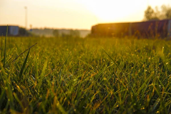 Afbeelding Van Dauw Het Gras — Stockfoto