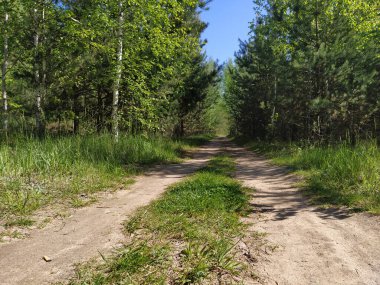 Bir yaz ormanı görüntüsü