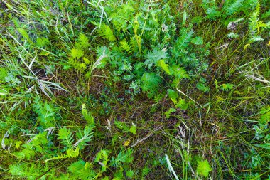 çimen arkaplanının resmi