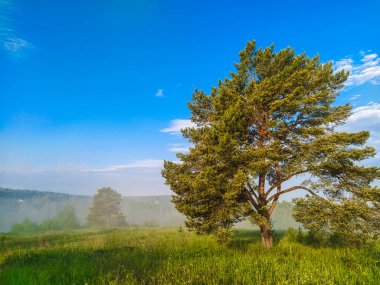 Gün batımında bir yaz tarlası olan manzara