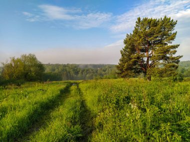 Bir yaz tarlası olan manzara 