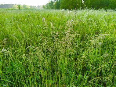Bir tarladaki çimlerin yakın plan görüntüsü 
