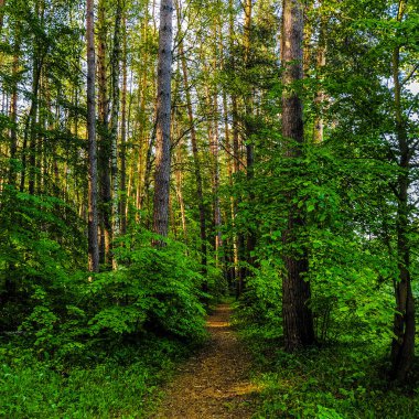 Bir yaz ormanı görüntüsü