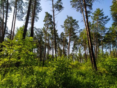Bir yaz ormanı görüntüsü