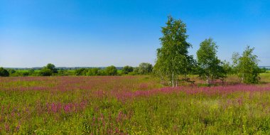 Sabahları açan bir tarlanın görüntüsü