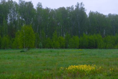 Uzakta orman ve tarla manzarası