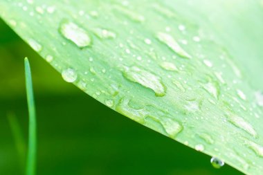 Çimenlerin üzerindeki yağmur damlalarının yakın plan görüntüsü