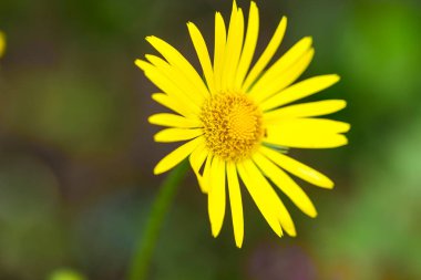 Sarı kır çiçeklerinin yakın plan görüntüsü