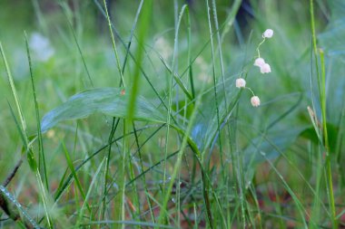 Vadinin zambaklarının görüntüsü