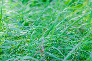 çimen arkaplanının resmi