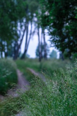 Sahadaki bir köy yolunun görüntüsü